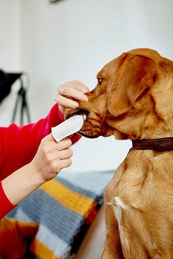 Dog Finger Toothbrush