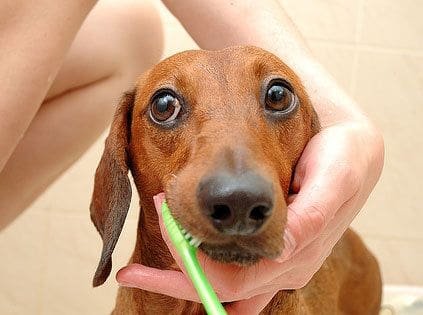 Dog Finger Toothbrush