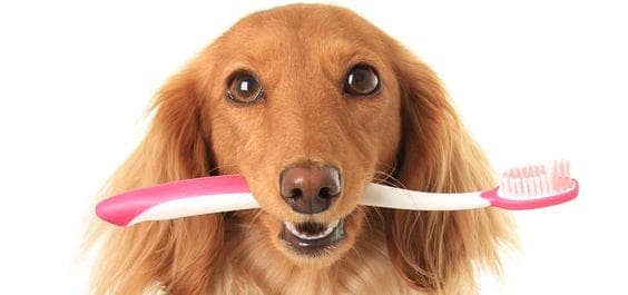 Dog Finger Toothbrush