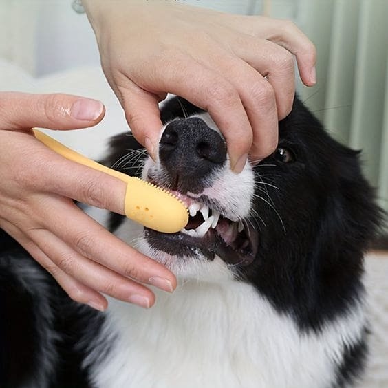 small dog toothbrush