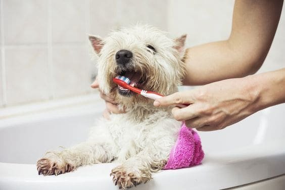 small dog toothbrush