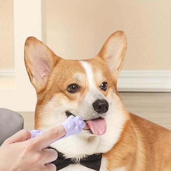 small dog toothbrush